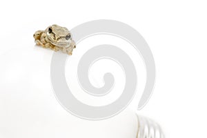 Little Frog and Bulb 1