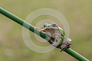 Little frog Hyla arborea sits on a blade of grass by the lake  a summer morning