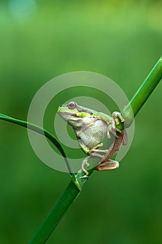 Little frog Hyla arborea sits on a blade of grass by the lake  a summer morning