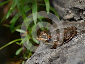 Little frog immobile on a rock
