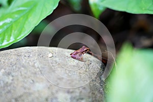 Little frog from the jungle on a rock