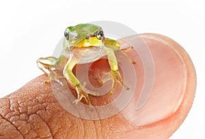 Little frog on a man finger