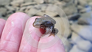 Little frog in my hand