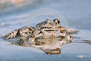 Little frog in nature on water adge photo