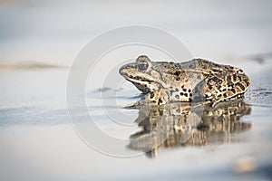 Little frog in nature on water adge photo