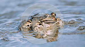 Little frog in nature on water adge photo