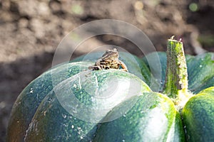 Little frog sitting on a green pumpkin