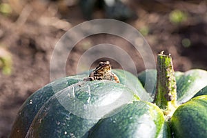 Little frog sitting on a green pumpkin