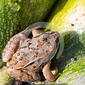 Little frog sitting on a green pumpkin