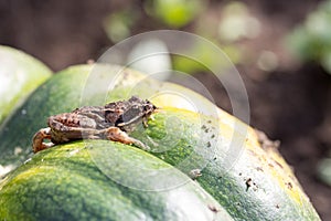 Little frog sitting on a green pumpkin