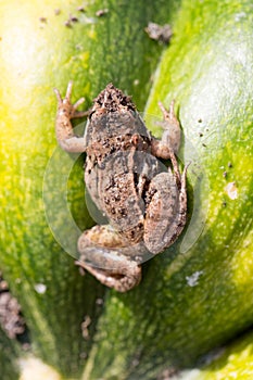 Little frog sitting on a green pumpkin