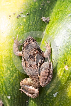 Little frog sitting on a green pumpkin