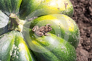 Little frog sitting on a green pumpkin