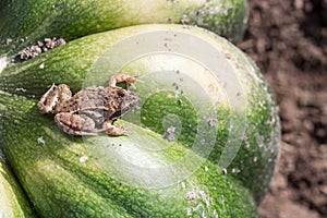 Little frog sitting on a green pumpkin