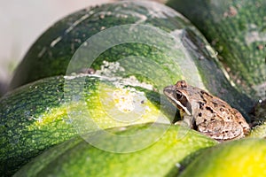 Little frog sitting on a green pumpkin