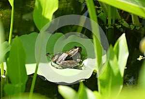 Little frog sitting on green water lily leaf background
