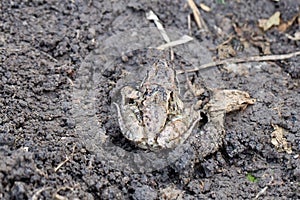 Little frog sitting on the ground