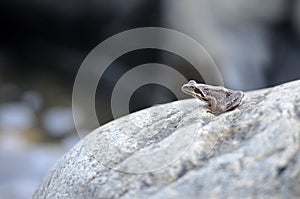 Little frog sitting on a large rock and looks into the distance