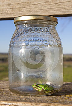 Little frog trapped in a glass jar