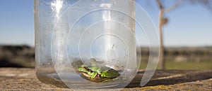 Little frog trapped in a glass jar