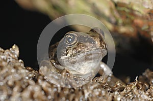 Little frog watching