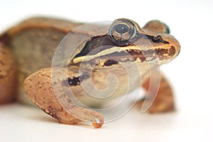 Little frog on white background, wood frog closeup