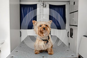 Little fun doggy yorkshire terrier posing on manipulation table inside pet ambulance car. Veterinary clinic promotion