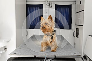 Little fun doggy yorkshire terrier posing on manipulation table inside pet ambulance car. Veterinary clinic promotion