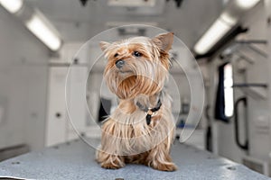 Little fun doggy yorkshire terrier posing on manipulation table inside pet ambulance car. Veterinary clinic promotion