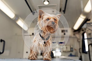 Little fun doggy yorkshire terrier posing on manipulation table inside pet ambulance car. Veterinary clinic promotion