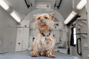 Little fun doggy yorkshire terrier posing on manipulation table inside pet ambulance car. Veterinary clinic promotion