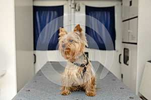 Little fun doggy yorkshire terrier posing on manipulation table inside pet ambulance car. Veterinary clinic promotion