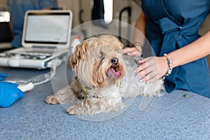 Little fun doggy yorkshire terrier posing on manipulation table before ultrasound, inside pet ambulance car. Veterinary clinic