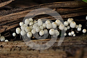 Little fungus photo