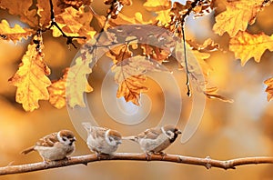 Little funny birds are sitting in the autumn garden among the golden foliage
