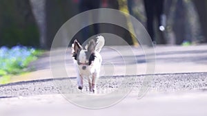 Little funny black and white dog with big ears is moving on concrete pavement.