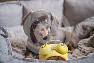 Little funny dachshund puppy