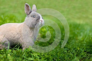 Little funny dwarf rabbit showing a tongue. Easter bunny on a green background