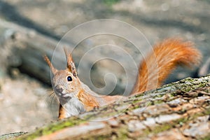 Little funny fluffy red squirrel peeking out wooden log in forest on bright sunny day. Curious cute rodent animal in