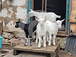 Little funny goats play in the farmyard. livestock