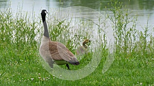 Little funny goslings eating green grass next to an adult Canadian goose
