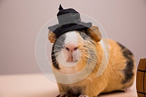 Little funny guinea pig in black hat.