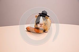 Little funny guinea pig in black hat.