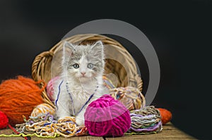 Little funny kitten with a ball of knitting.