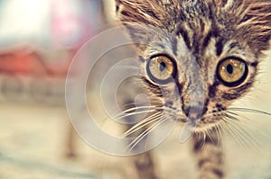 Little Funny kitten with big eyes - Poster