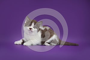 Little funny kitten on studio background