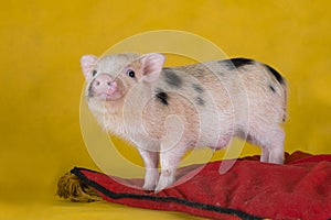 Little funny minipig on a colored background