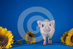 Little funny minipig on a colored background