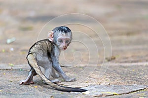 A little funny monkey is playing on the floor or on the tree