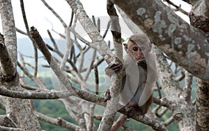Little funny monkey, Sri Lanka